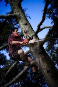 Man in tree with chainsaw